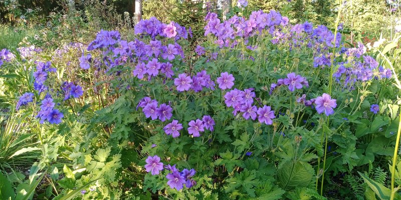 Geranium x magnificum 'Anemoniflorum'